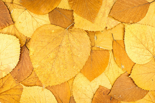 autumn background. dried yellow, orange and red beech tree leaves.