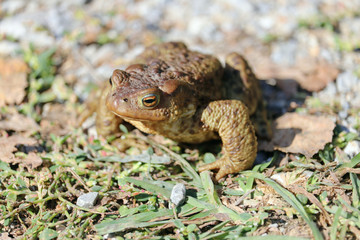 the toad is sitting on the grass