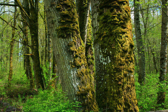 a picture of an Pacific Northwest forest with Big leaf maple trees
