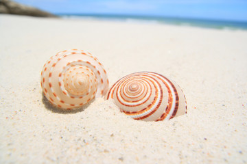 shell on beach2