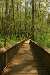 a picture of an Pacific Northwest forest trail