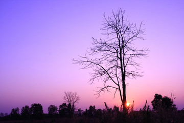 Fototapeta premium Silhouette of dry tree at sunset1