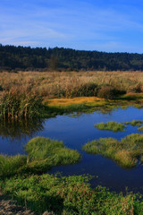 a picture of an Pacific Northwest fresh water inlet