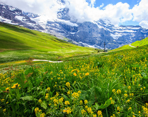 Beautiful summer landscape panoramic view of the yellow wildflower field with majestic colorful Swiss mountain ranges and beautiful blue sky as a background. Switzerland, Europe