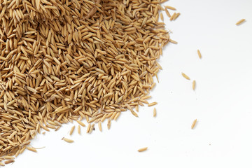 Brown paddy rice closed up Background