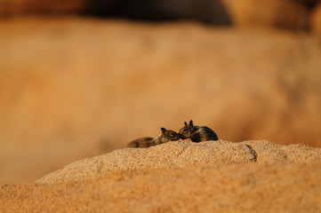 Two White Tailed Antelope Squirrel Ammospermophilus leucurus