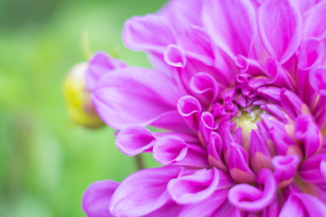 Beautiful violet of purple Dahlia in garden , close up and soft  focus