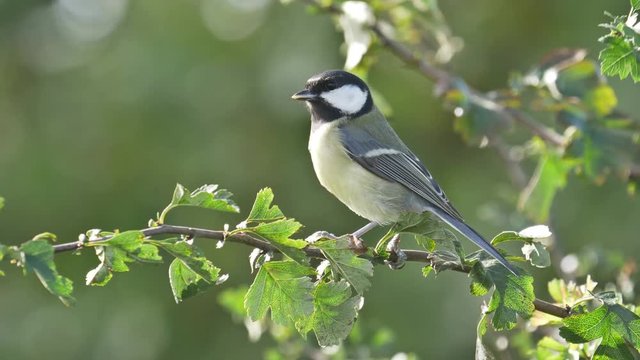 animals wildlife - british birds great tit 