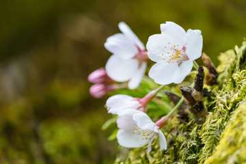桜　日本の桜　春