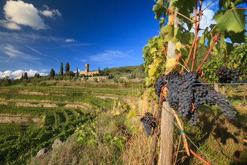 Grapes in Tuscan vineyard landscape, Italy