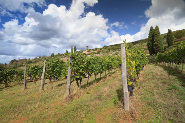 Fototapeta na wymiar Tuscan vineyard landscape with Chrch, cipresses, grapes, Italy