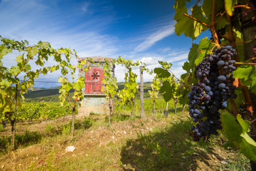 Grapes in Tuscan vineyard landscape, Italy