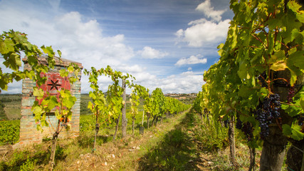 Fototapeta na wymiar Tuscan vineyard landscape with Chrch, cipresses, grapes, Italy
