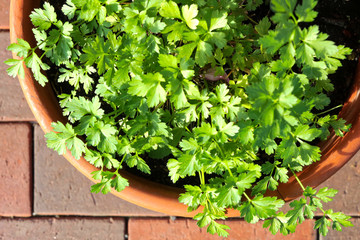 PETERSILIE IM TOPF