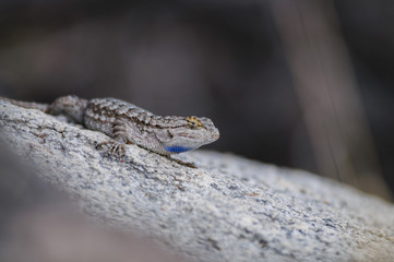 Side Blotched Lizard