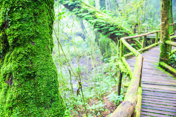 Naklejka na ściany i meble Fresh green moss on old wooden walkway in wet forest