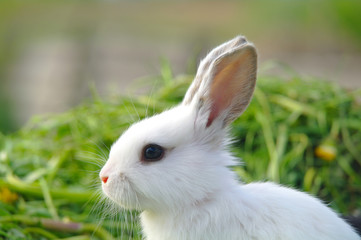 Obraz premium White rabbit on the grass