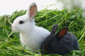 Black and white baby rabbits on green grass