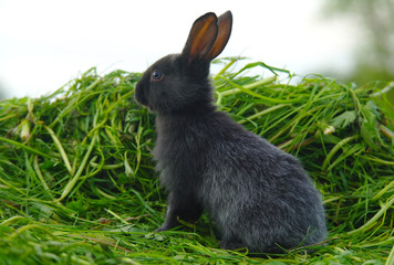 Black rabbit on green grass