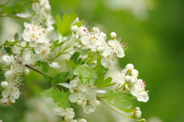 Beautiful branch of a blossoming hawthorn