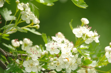 Beautiful branch of a blossoming hawthorn