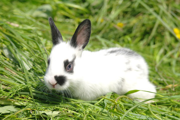 White rabbit on the grass