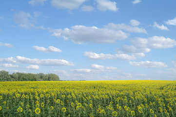 sunflower field and cloudy sky