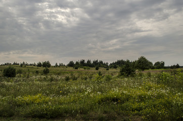 łąka, kwiaty, drzewa  © wedrownik52