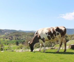 Fototapeta na wymiar Cow in the farm