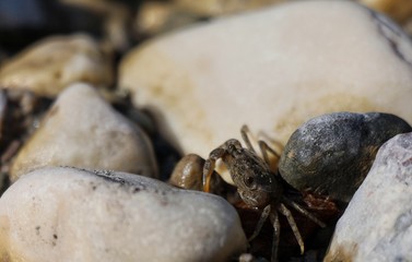 baby crab between the stones