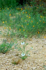 Nigelle de Damas, semis spontané