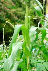 Association Haricot maïs, potager