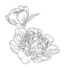 Peony rose blooming garden flowers detailed outline sketch drawing. Botanical vector design illustration. Black and white hand drawn isolated design element. Close up macro view.
