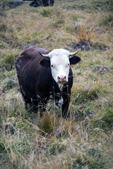 La mucca sui pascoli alpini .