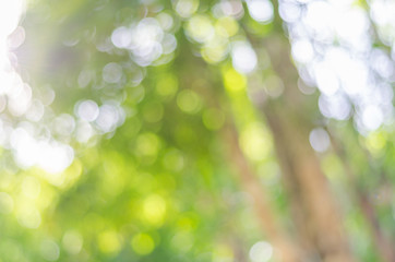 Fototapeta premium Defocused bokeh background of garden with blossoming trees in sunny day
