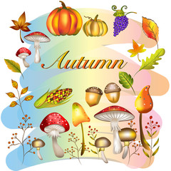 Vector and illustration of Autumn theme set, orange color pumpkin, sweet corn, grape fruits, forest mushrooms, wild flowers, fallen maple and autumn leaves