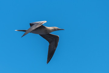     Brown booby, Sula leucogaster, juvenile, exotic bird flying, french Polynesia 
