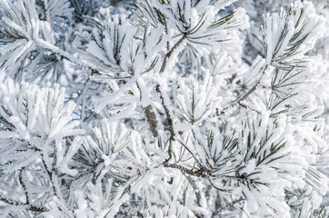 Pine branches covered with snow on a Sunny day