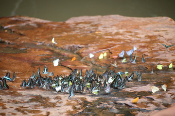 Fototapeta premium Butterflies swarm eats minerals in Pang Sida National Park at Thailand