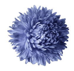 Light blue aster flower isolated on white background with clipping path.  Closeup no shadows.  Nature.