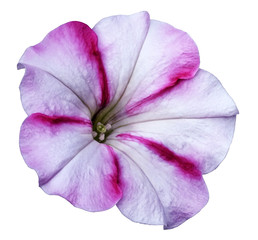 White-pink Petunia flower  on white isolated background with clipping path no shadows. Closeup.  Nature.