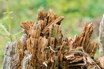 Totholz - Lebensraum für Tiere
