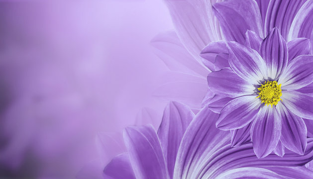 Floral  violet beautiful background.  Flower composition  of   flowers daisy.  Place for text.  Nature.