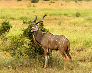 Beautiful Kudu male © Ian
