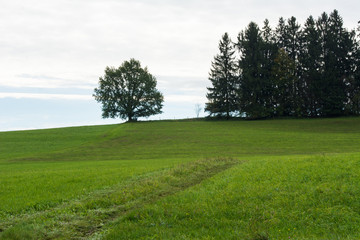 Fototapeta na wymiar Fichten und Obstbaum auf Hügel