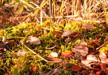 autumn leaves