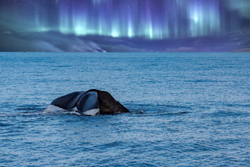 Sperm whale on northern light sky background