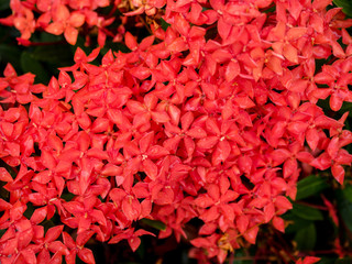 Needles red flowers