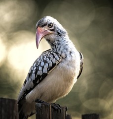 African Horn bill