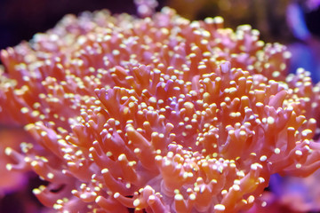 Koralle makro wallpaper background